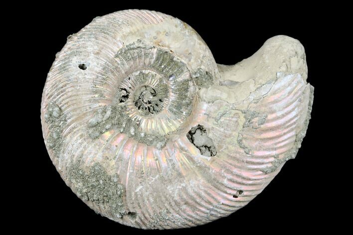 Iridescent, Pyritized Ammonite (Quenstedticeras) Fossil - Russia #175017